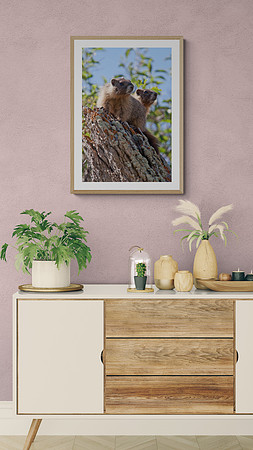 Marmot Babies Accent Wall