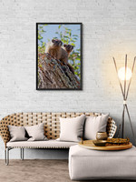Marmot Babies Sitting Room