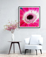 Pink Gerbera - In Room Views