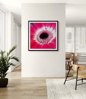 Pink Gerbera Dining Room