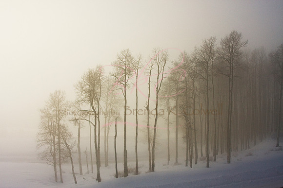 2010 012910 Foggy Morning