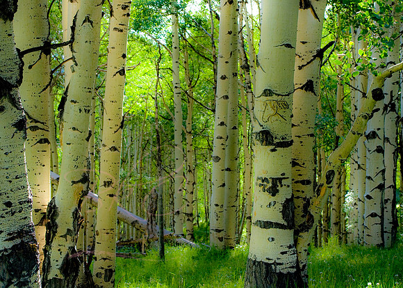 Grayhead Aspen