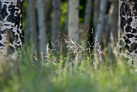 Grasses