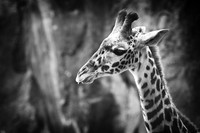 Giraffe Baby