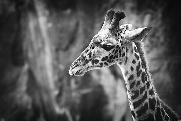 Giraffe Baby