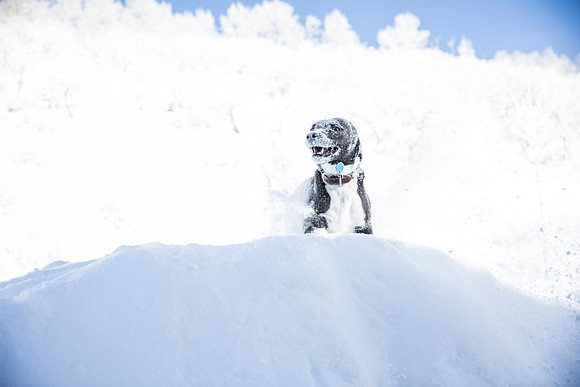 Cynder The Snow Beast