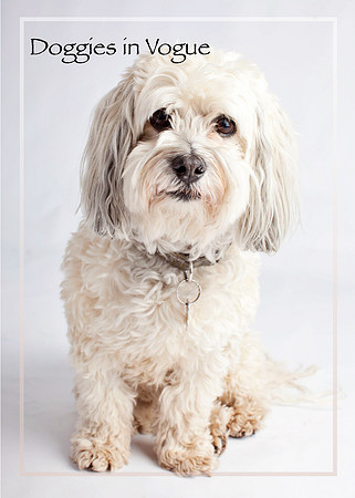 Doggies in Vogue