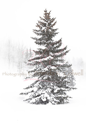 Colwell, Brenda _5831 perfect Christms tree